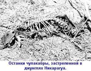 чупакабра