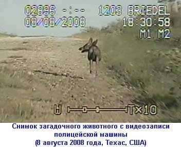 Чупакабра