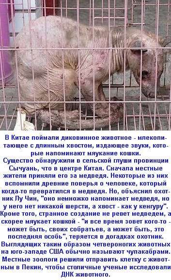 Чупакабра