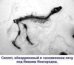чупакабра