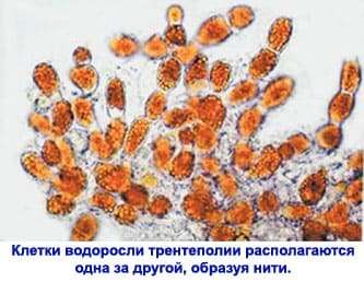Кровавые дожди
